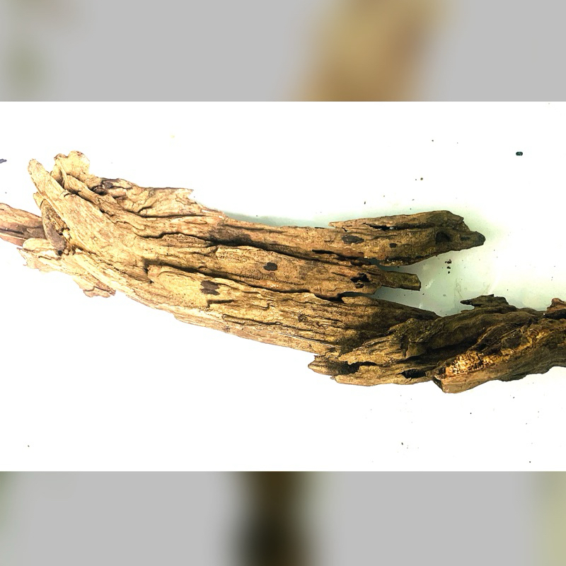 Jual KAYU RENTEK AQUASCAPE BONUS MOSS | Shopee Indonesia