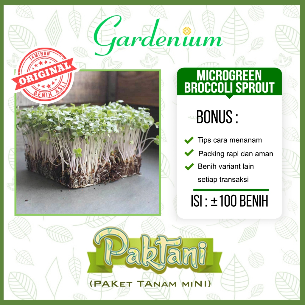 100 Benih Microgreen Broccoli Sprout Organik Unggul Paktani
