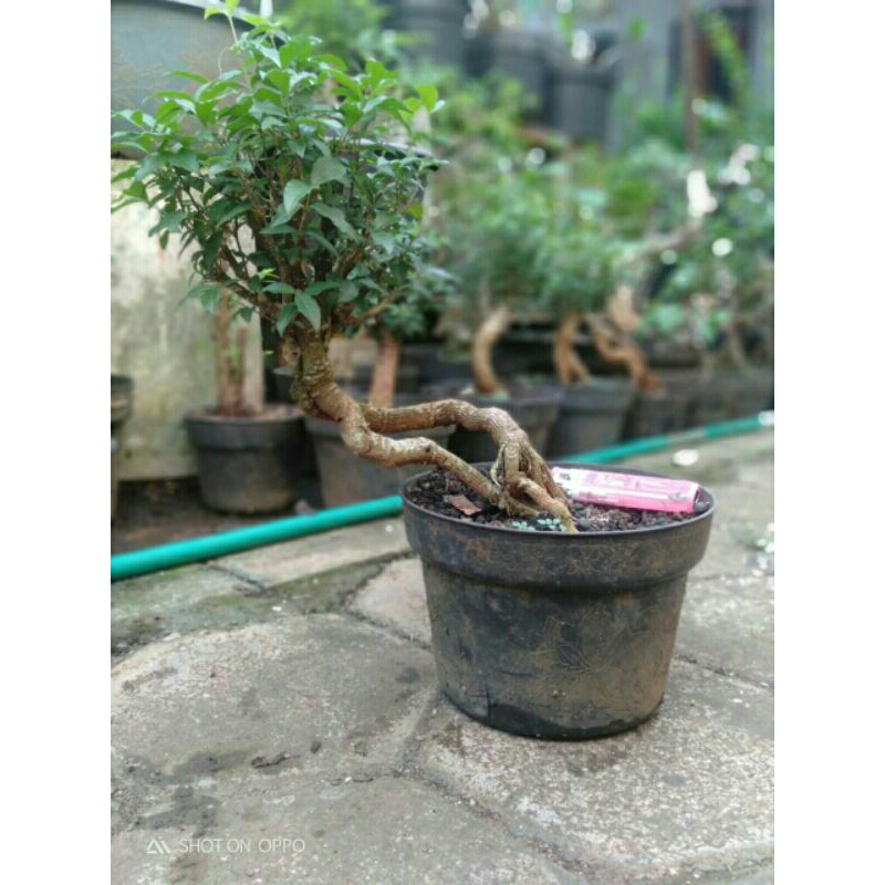 Jual Bonsai Sakura Mikro Bahan Shopee Indonesia