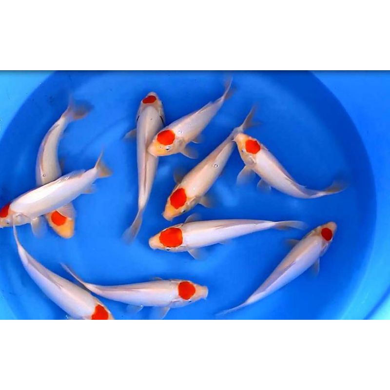 Jual KOI TANCHO PAKET 6 EKOR Shopee Indonesia
