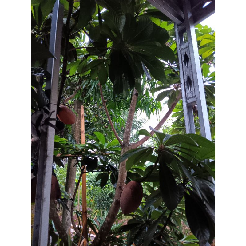 Jual entres/cutting mamey sapote magana | Shopee Indonesia