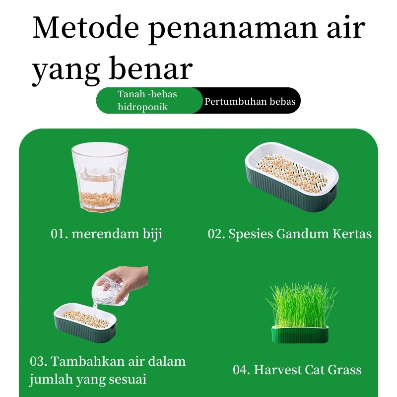 Jual Rumput kucing Kit Penanaman Benih Rumput Kucing Rumput Gandum ...