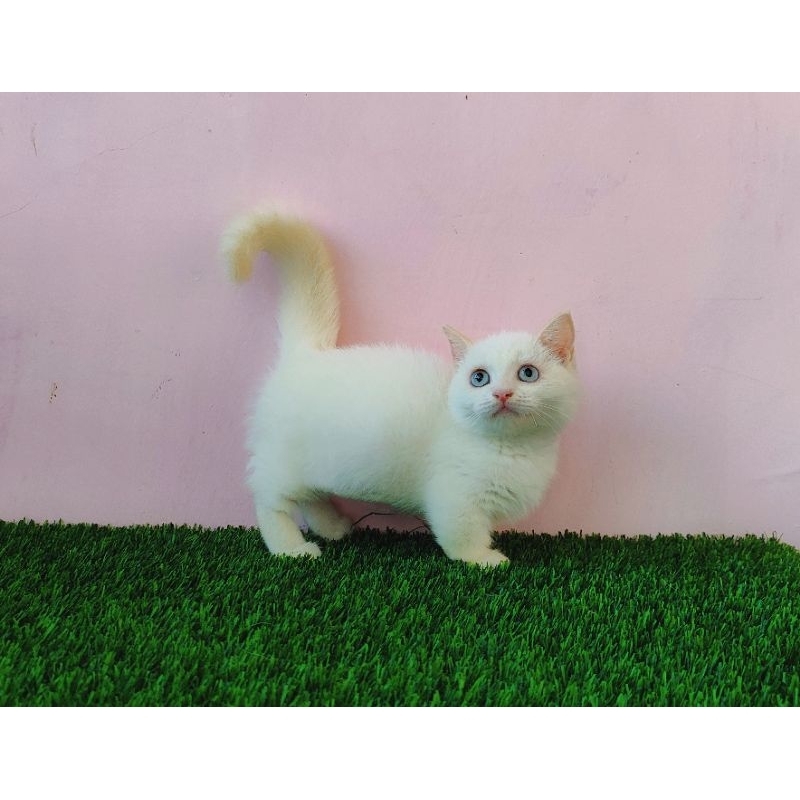 Jual Kucing kitten munchkin BSH red point male/ British shorthair cebol