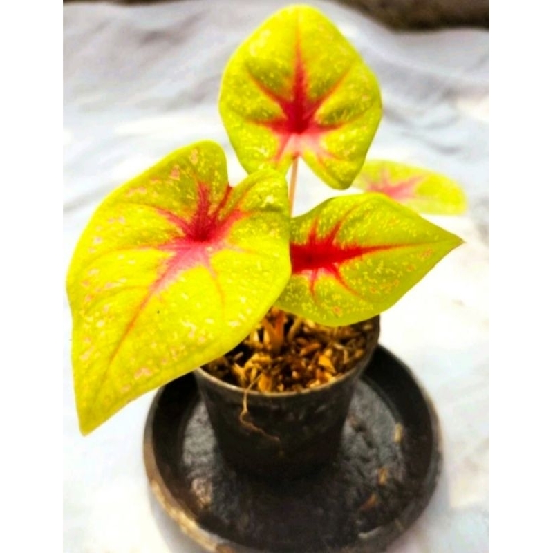 Jual ( BISA COD ) Caladium TOS Keladi Hias Tears Of The Sun Tanaman ...