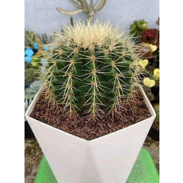 Jual KAKTUS Golden Barel Pot 25 cm TANAMAN HIAS | Shopee Indonesia