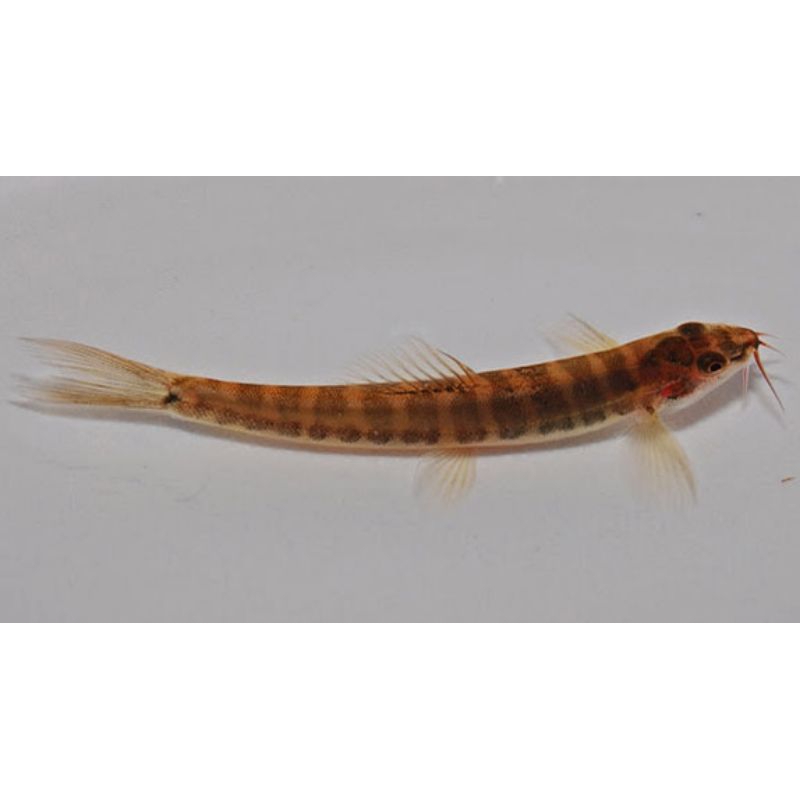Jual uceng jeller /5ekor setiap pesanan | Shopee Indonesia