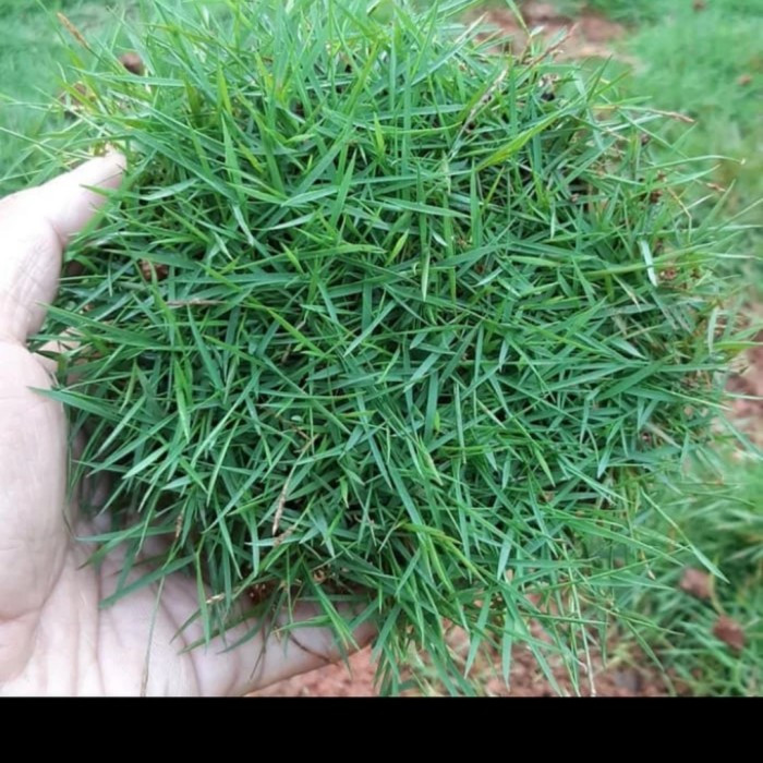 Jual Rumput Jepang 20x 20 cm | Shopee Indonesia