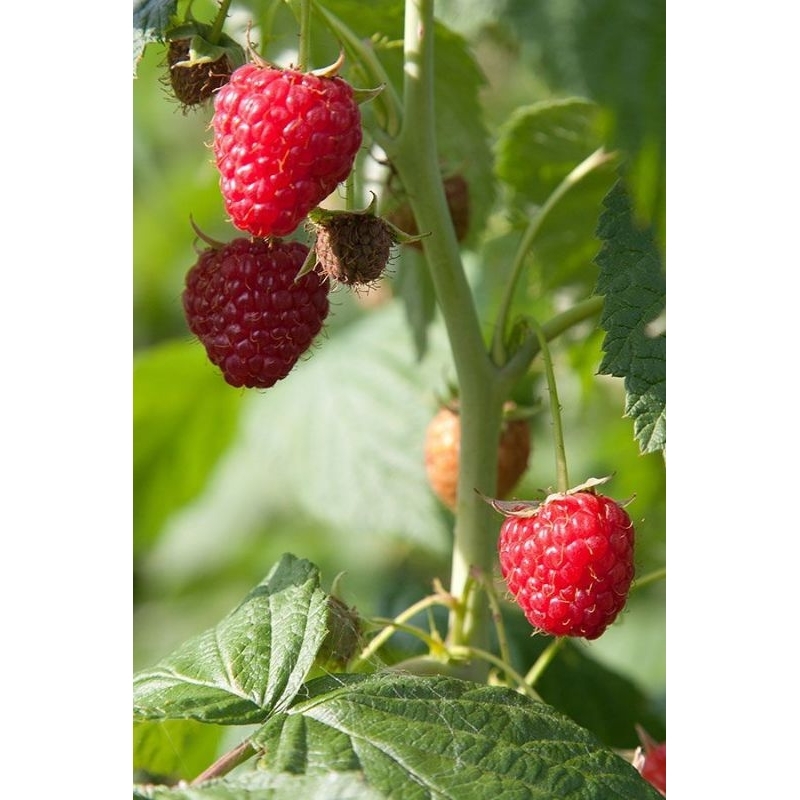 Jual Raspberry Holland merah tanpa duri | Shopee Indonesia