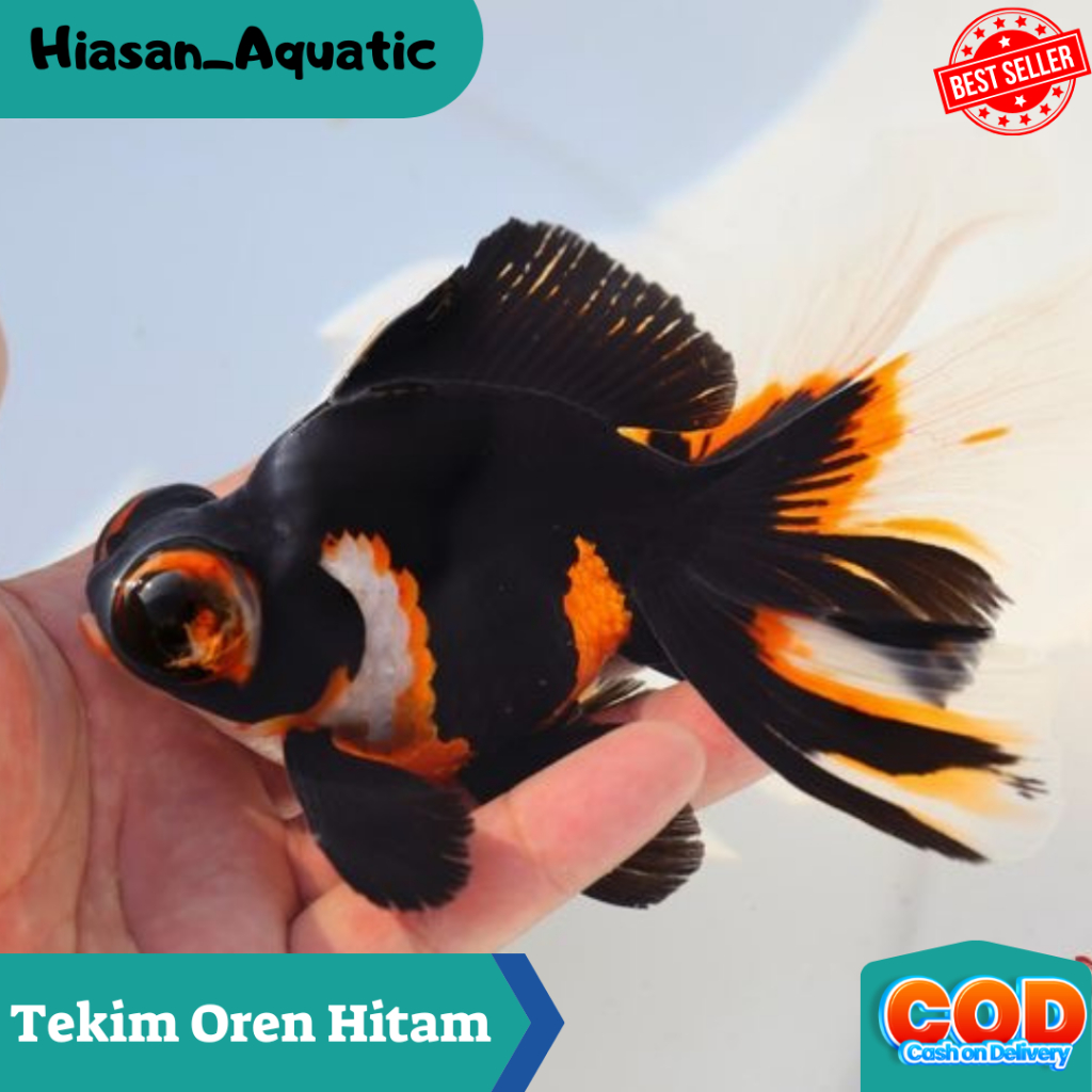 Jual Ikan Hias Air Tawar / Mas Koki Tekim Hitam Oren Aquascape / Hiasan ...