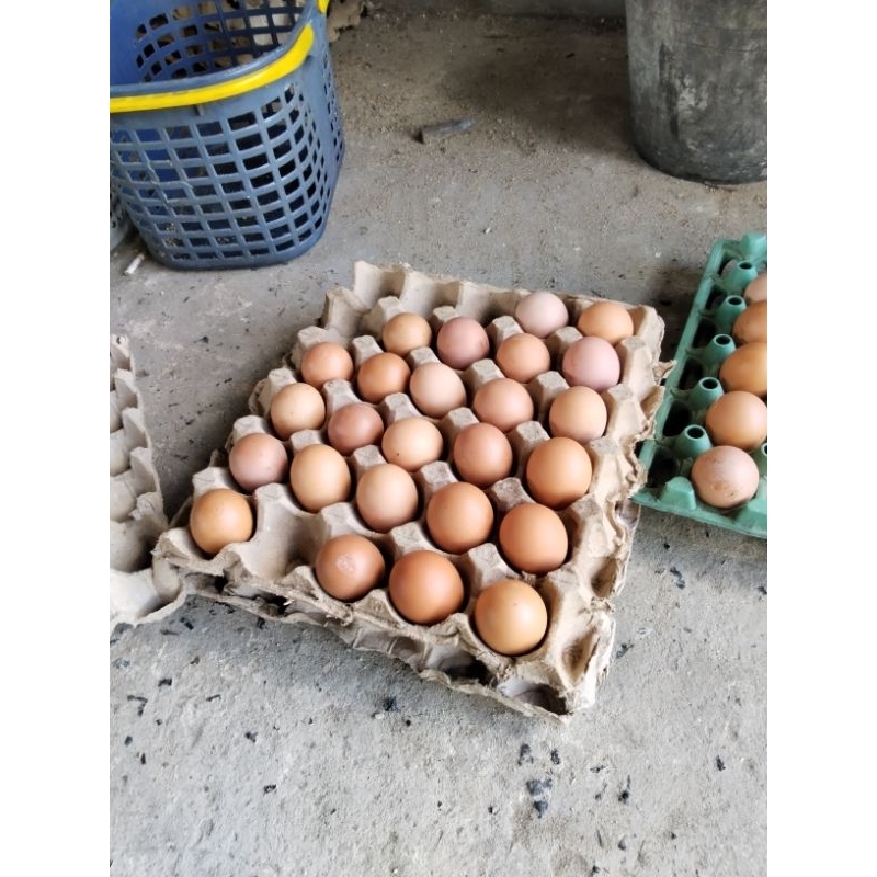 Jual Telur ayam ras Freas Kandang | Shopee Indonesia