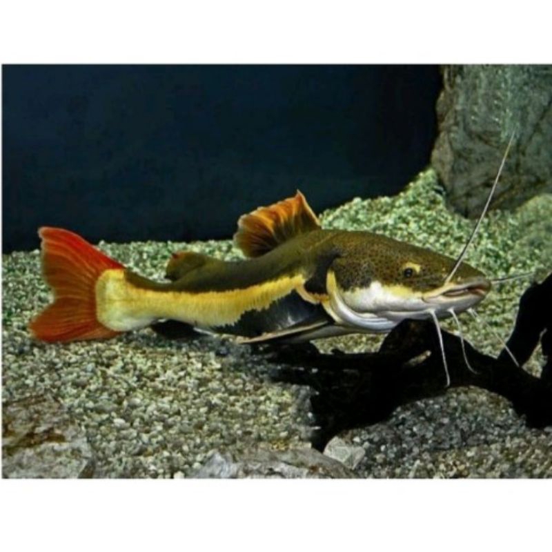 Jual ikan RTC catfish | Shopee Indonesia