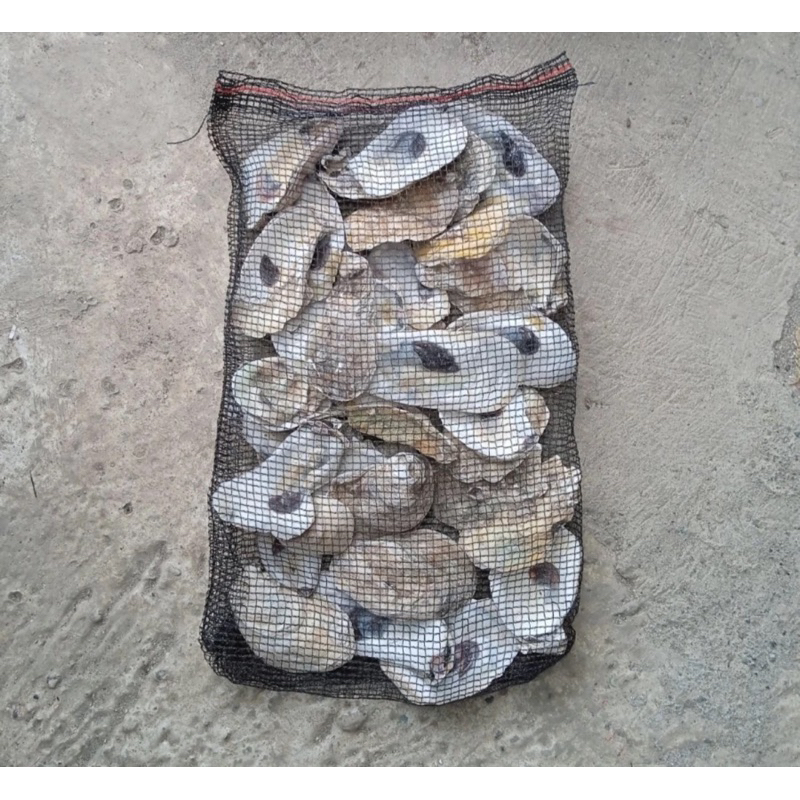Jual OYSTER SHELL KULIT KERANG KEMAS 1KG MEDIA FILTER KOLAM DAN ...