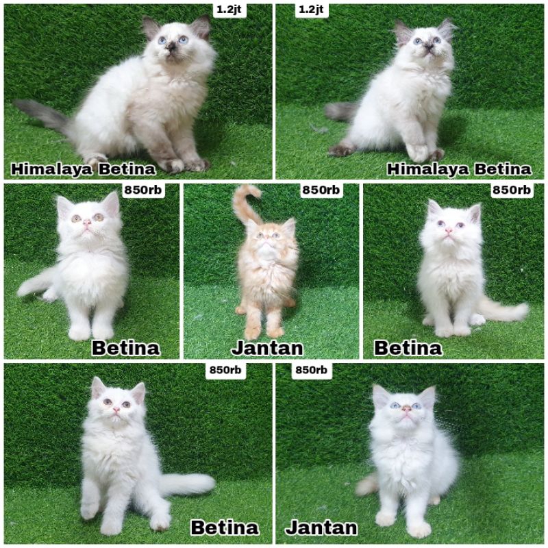 Jual kucing anakan Persia umur 2 blnan | Shopee Indonesia