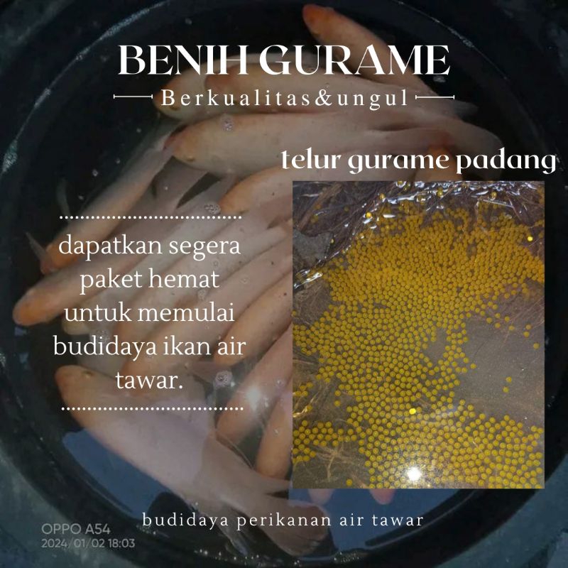 Jual Telur Gurame Padang Paket 1300 Telur Gurame Padang Murah Larva