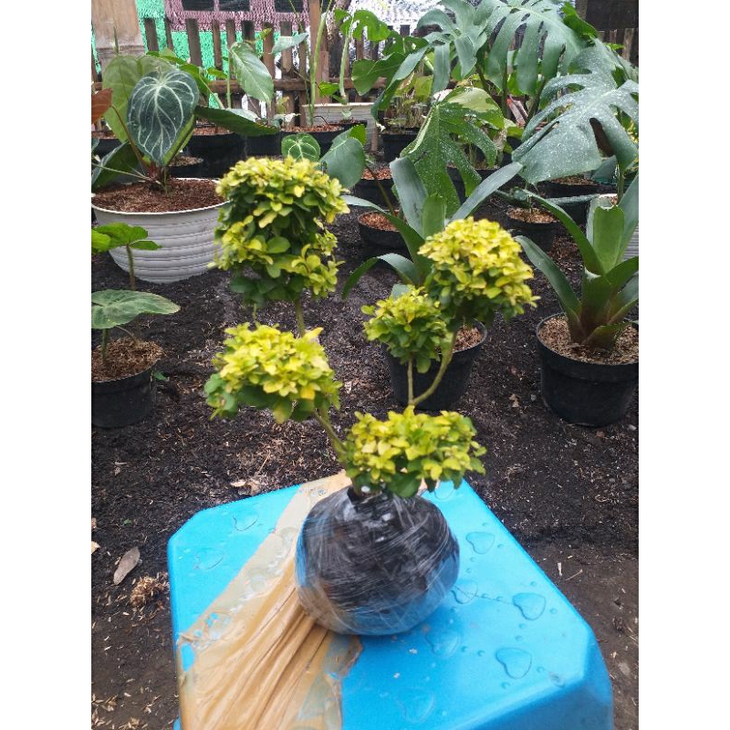 Tanaman Bonsai Pututan Tinggi 20-25cm
