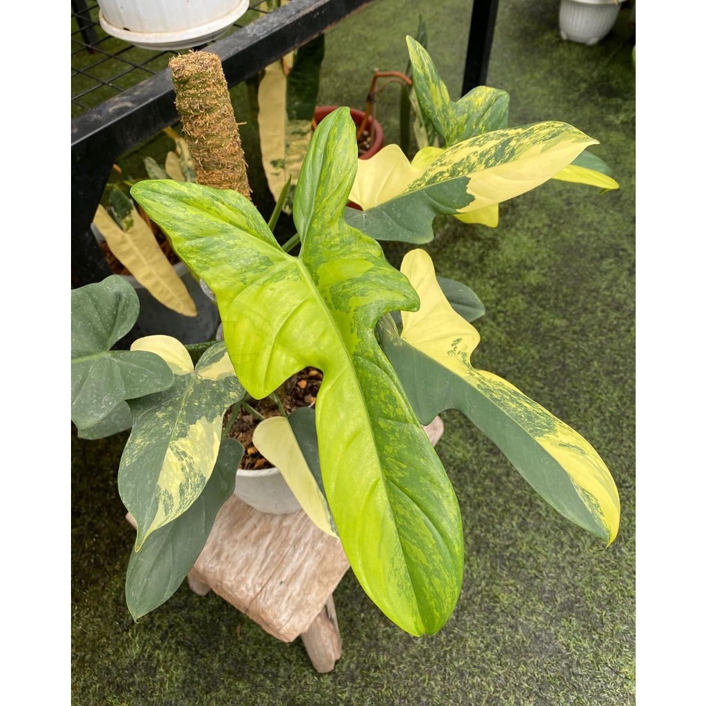 Jual Philodendron Violin Variegata 1-2 Daun / Philo Violin Varigata |  Shopee Indonesia