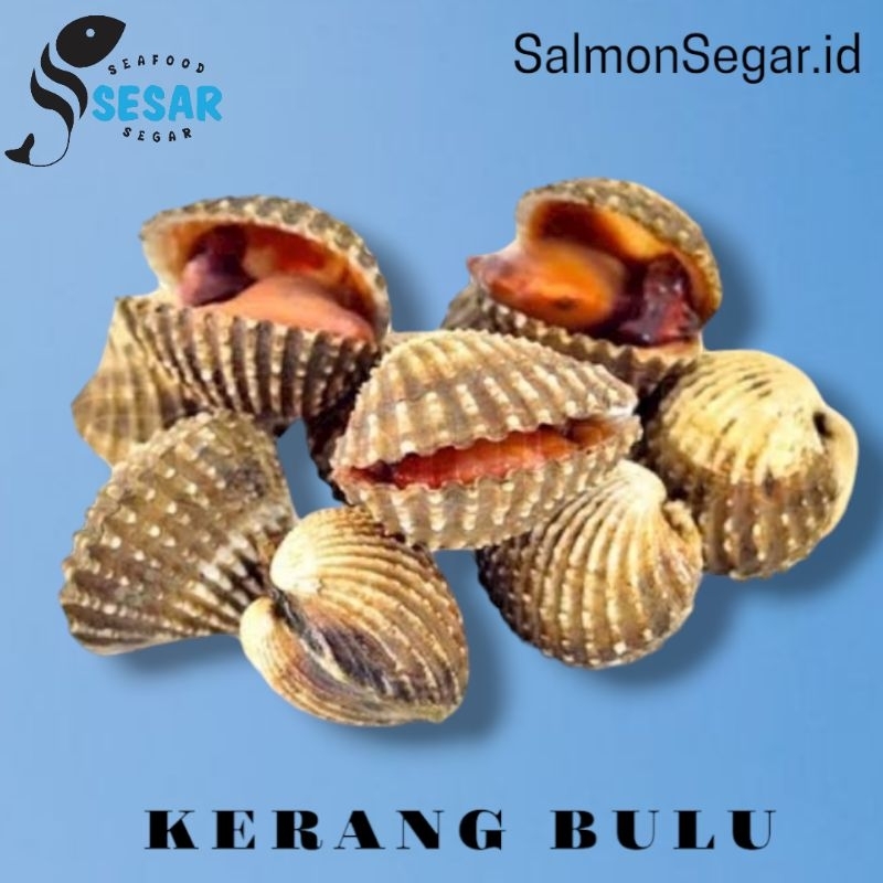 Jual Kerang Bulu Jumbo - Seafood | Shopee Indonesia