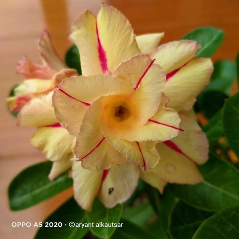 Adenium Fragrant Stars _ Adenium Fragrant Star Seeds – AXDGX