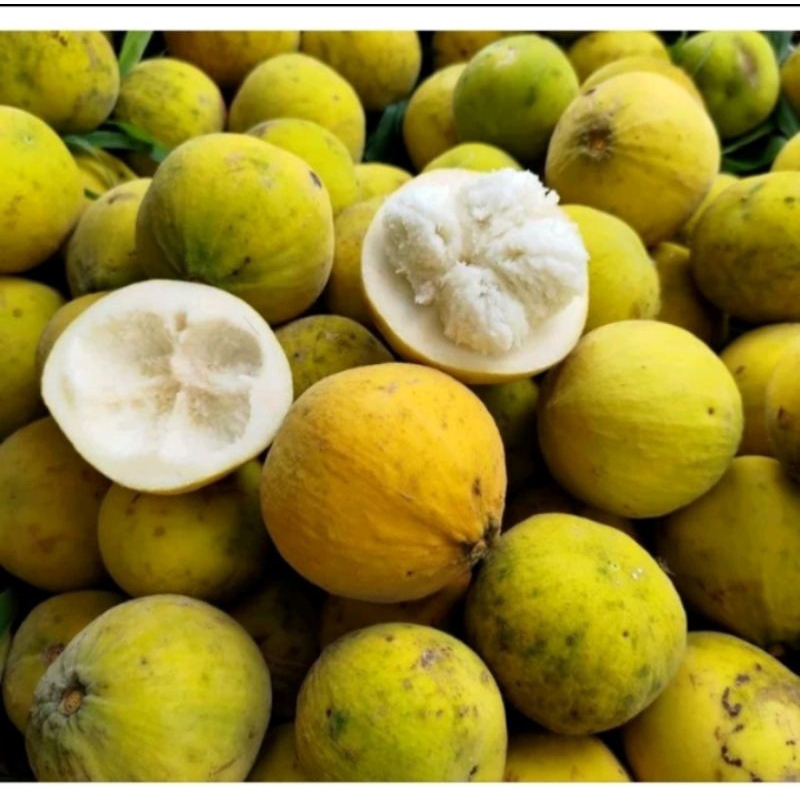 Jual BUAH KECAPI DAUN MANIS SEGAR BUAH LANGKA 1KG fresh langsung petik ...