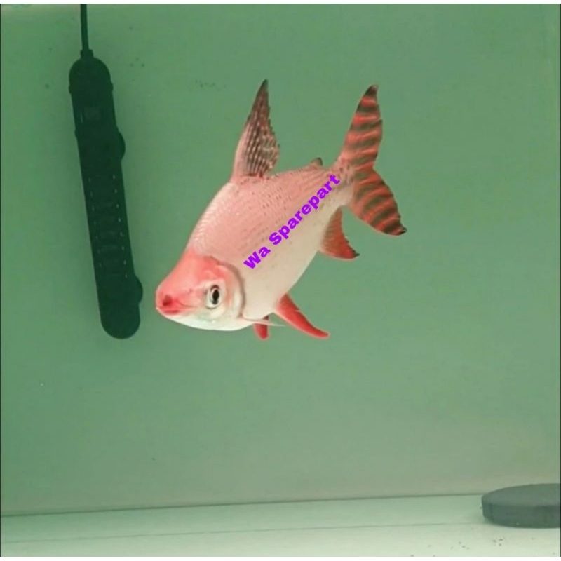 Jual IKAN RED FEIFENG RFF JUMBO 26 - 30CM MERAH MENOR CABE BESAR COCOK ...