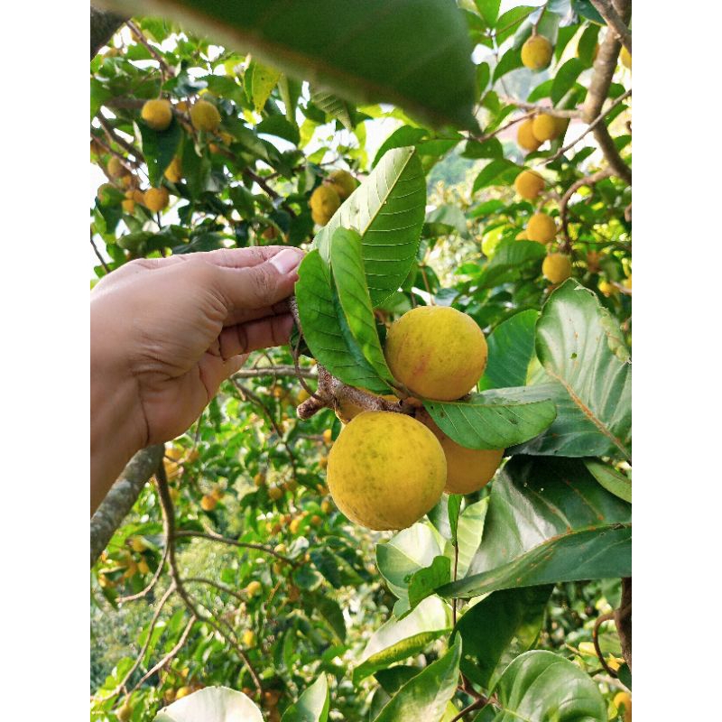 Jual BUAH KECAPI DAUN MANIS SEGAR BUAH LANGKA 1KG fresh langsung petik ...