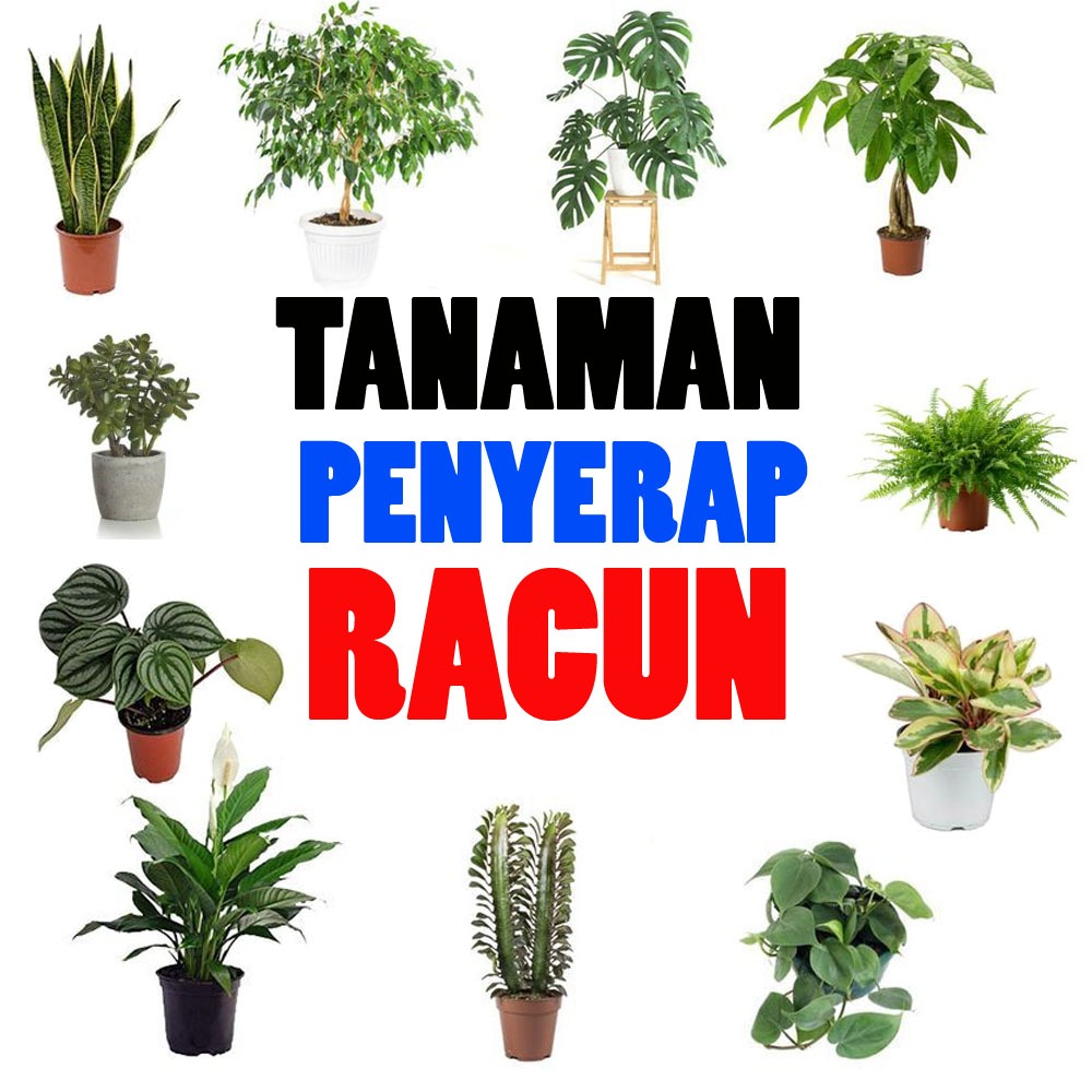 Jual Tanaman Hias Penyerap Racun REKOMENDASI NASA Shopee Indonesia