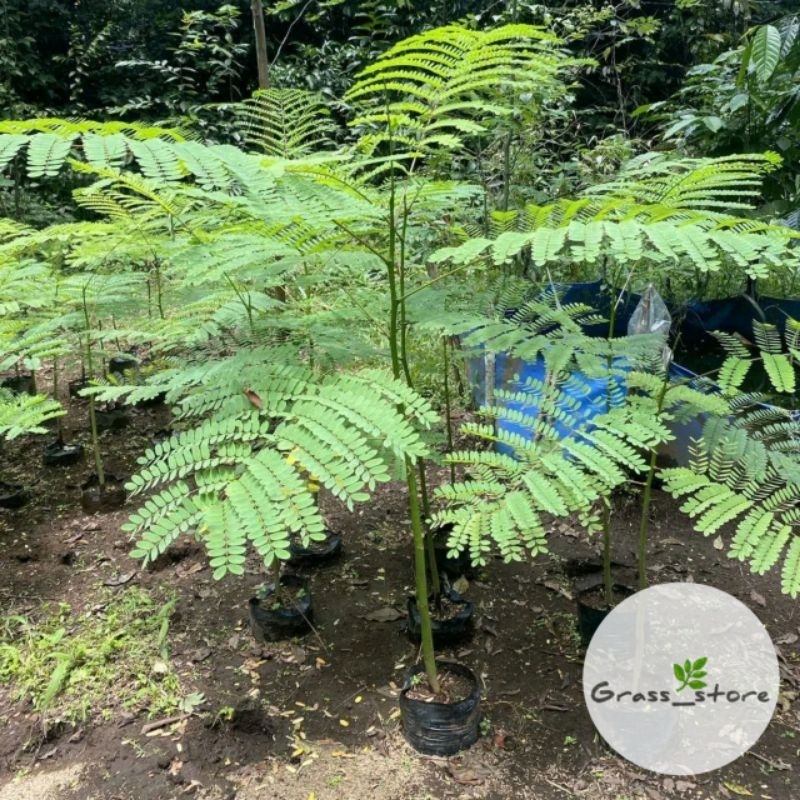Jual Bibit Pohon Solobium Parahyba - Tanaman Pakis Brazil | Shopee ...