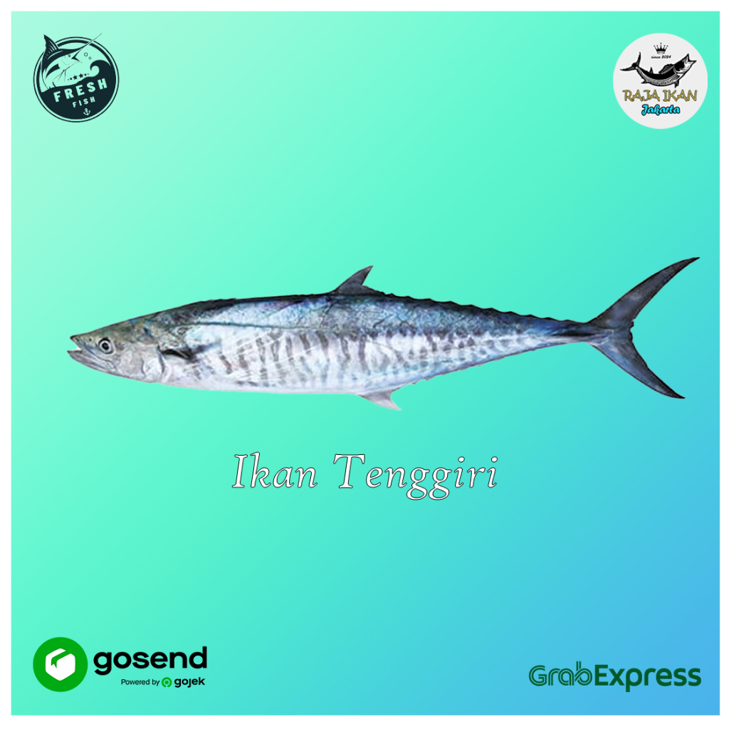 Jual Ikan Tenggiri Fresh 1kg - Hanya Ikan aja | Shopee Indonesia