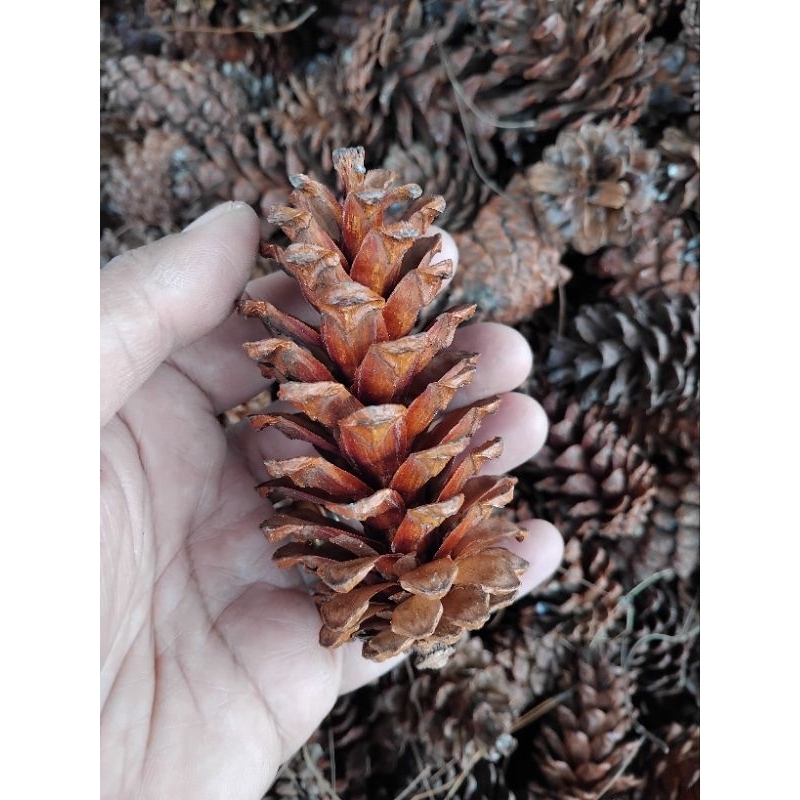 Jual BUNGA BUAH PINUS PINE CONES | Shopee Indonesia
