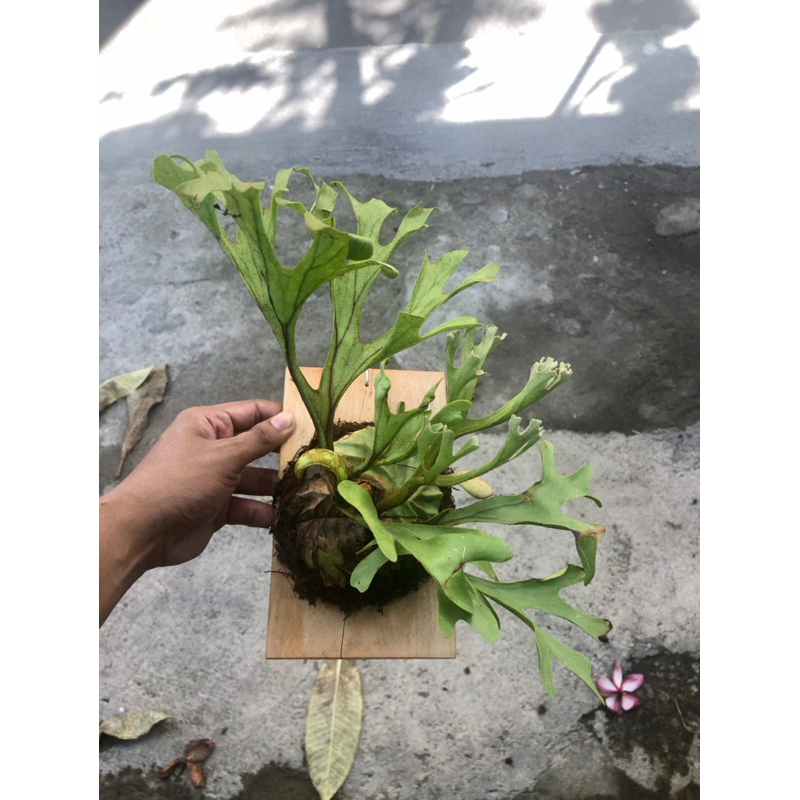 Jual PLATYCERIUM RIDLEYI RAWATAN PAPAN 15x20 | SIMBAR | TANDUK RUSA ...