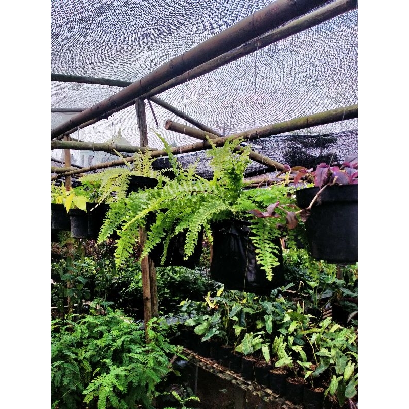 Jual paket lengkap pakis Boston + pot gantung ,+ media tanam, pakis ...
