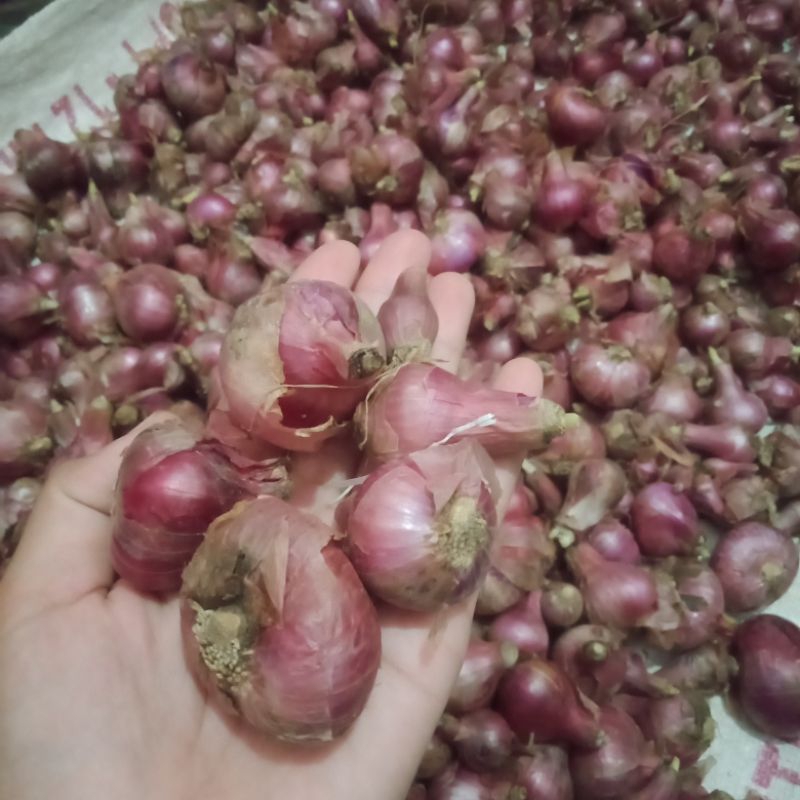 Jual Bawang Merah Besar Brambang Shopee Indonesia