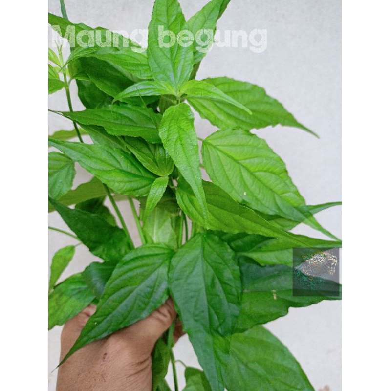 Jual Daun belalai gajah fresh 1 kg | Shopee Indonesia