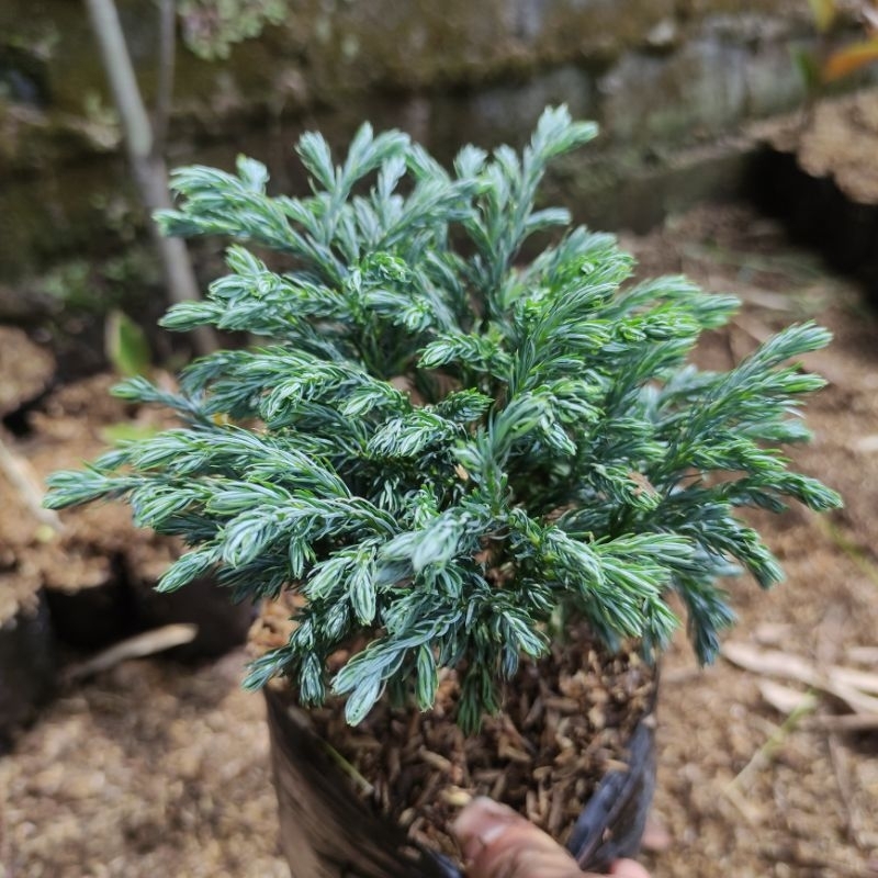 Jual Paket Hemat 3 Tanaman ( Cemara Silver, Cemara Inoki Putih, Mirten ...