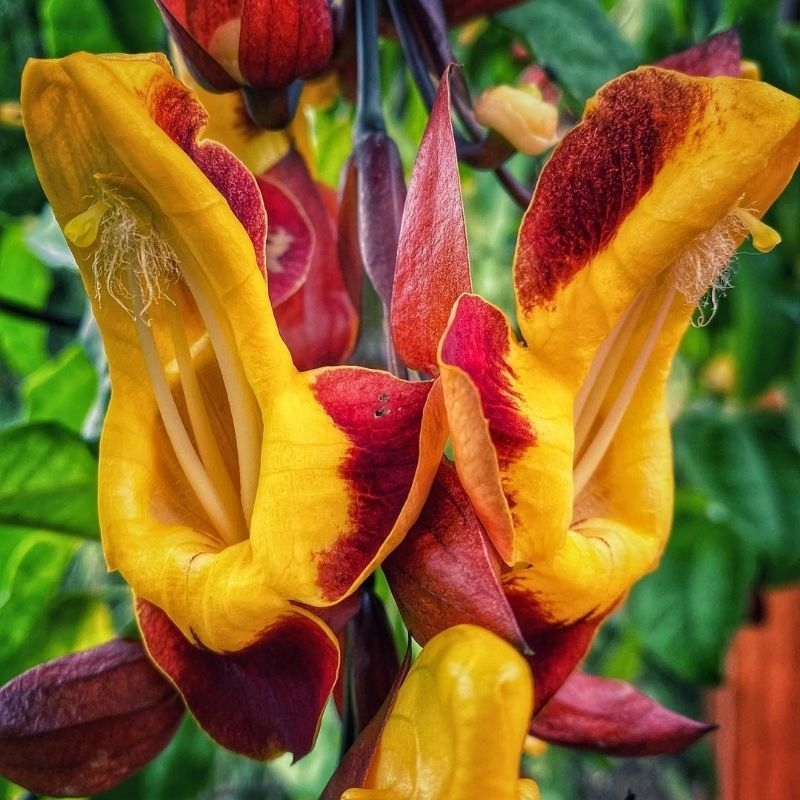 Jual Thunbergia mysorensis / indian clock vine / flame of irian cokelat ...