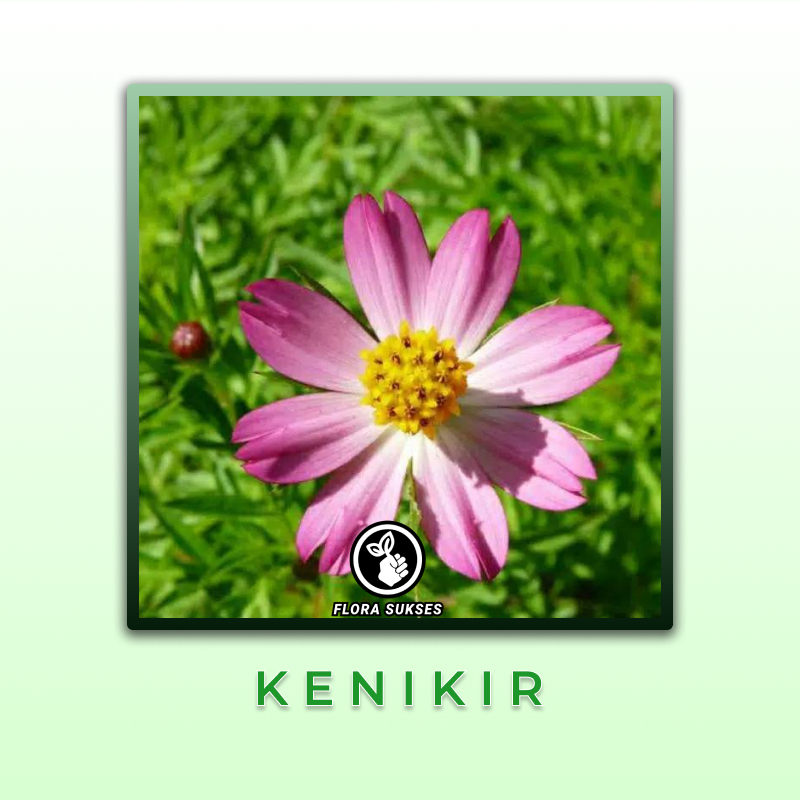 Jual Bibit Tanaman Daun Kenikir ( Cosmos Plant ) Sayur Lalapan Randa ...