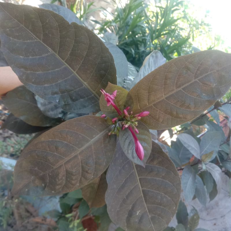 Jual Daun ungu segar/untuk ambemyen/handeuleum obat wasir 40 lembar ...