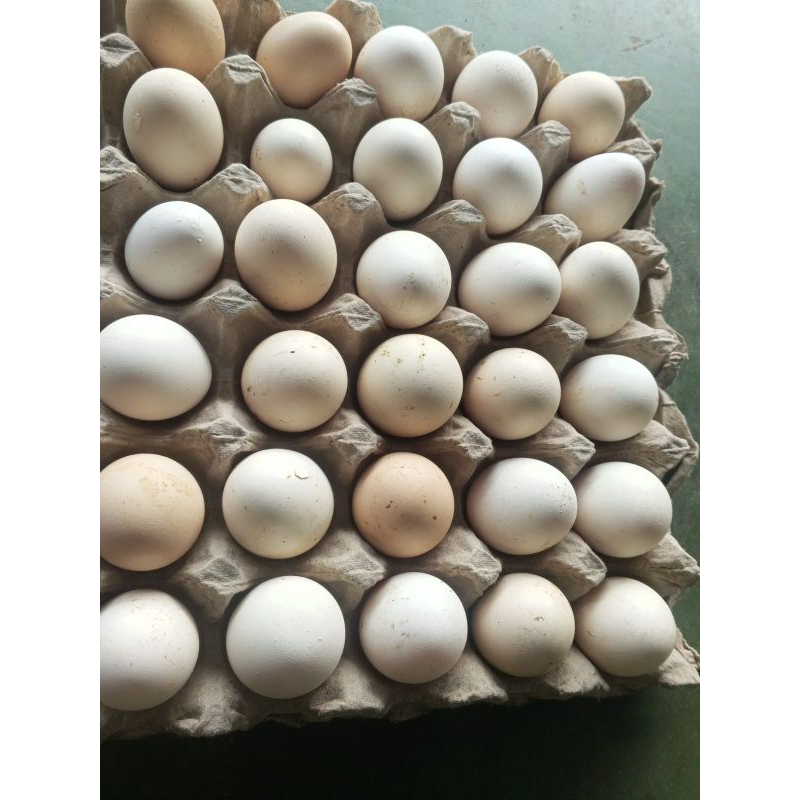 Jual telur omega ,telur kampung fres panenan sendiri dari kandang