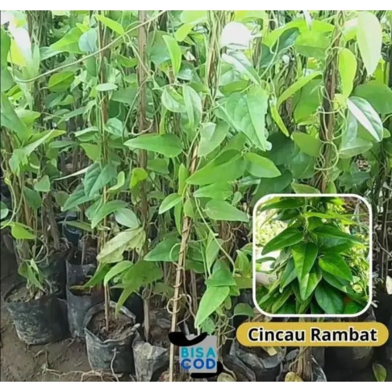 Jual bibit cincau rambat super murah berkualitas | Shopee Indonesia
