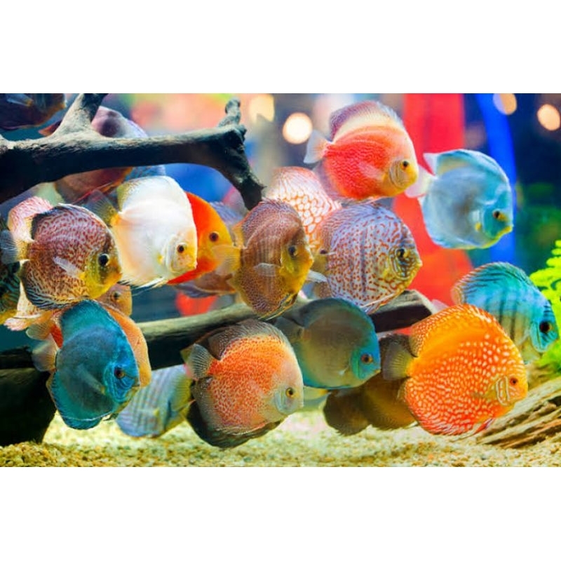 Jual Semua Jenis Discus Aquarium 2 Inc | Shopee Indonesia