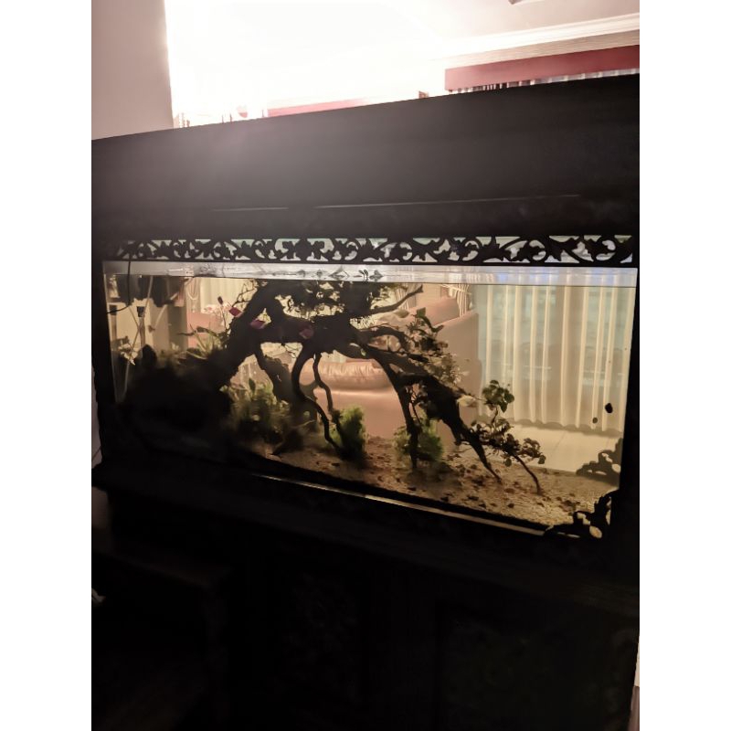 Jual aquascape akar | Shopee Indonesia - Justine Down Y Evening Goldfish Aquascape