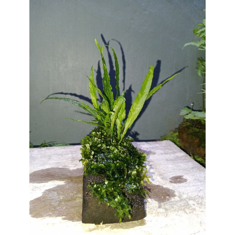 Jual microsorum java fern on wood tanaman aquascape simple tinggal ...
