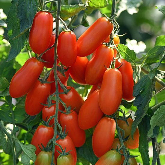 Termurah - Bibit Benih Buah Tomat Cherry Plum Merah (10 Butir)
