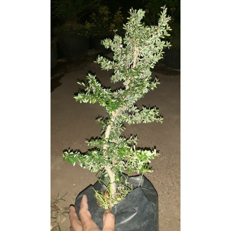 Jual Bahan Bonsai Saeng Simbur super micro vietnam | Shopee Indonesia