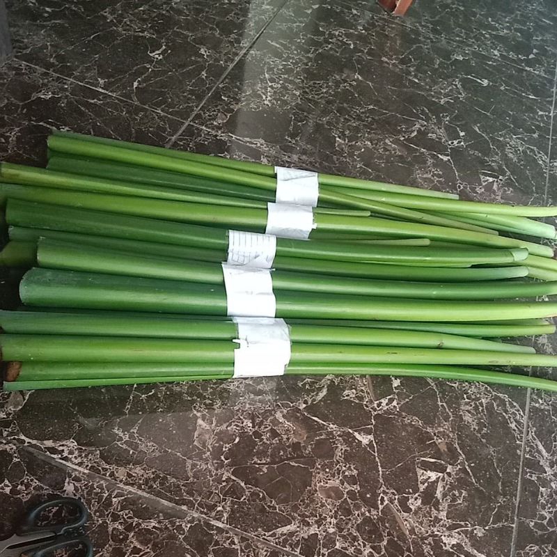 Jual Lompong Terlengkap & Harga Terbaru Juni 2026 | Shopee Indonesia