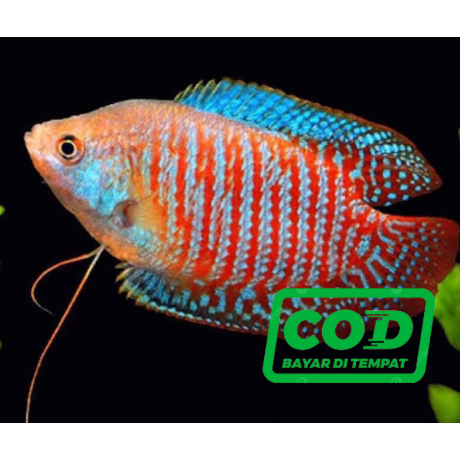 Jual HIASAN AKUARIUM SEPASANG SEPAT ALLIUS RALIS / GURAMI MINI TERMURAH ...
