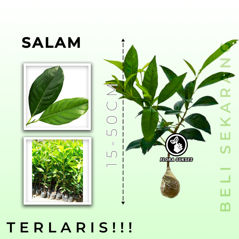 PROMO!! Tanaman Daun Salam 15-50CM BERGARANSI  ( DAUNNYA UNTUK MASAK ) / BIbit Tanaman Daun Salam