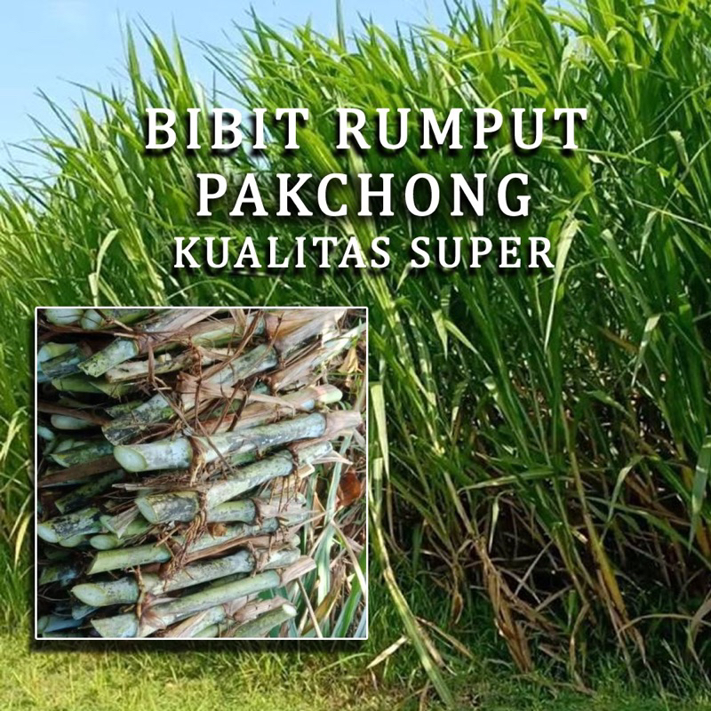 Jual Bibit Rumput Naper Pakchong Asli thailand 1KG | Shopee Indonesia