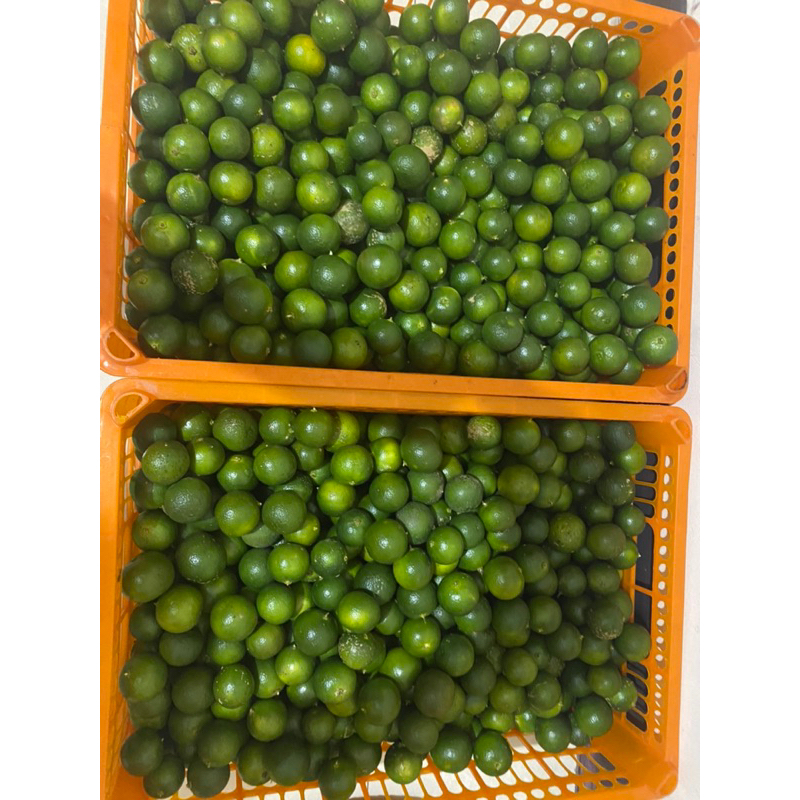 Jual 5KGJERUKSONGKIT/LEMONCUI/KALAMANSI/KASTURI | Shopee Indonesia