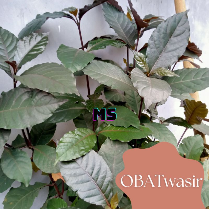 Jual daun ungu obat wasir daun handeuleum daun Wungu obat tradisional ...